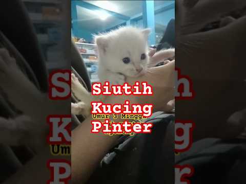 siutih kucing pinter #cat #kucing #cute #funny