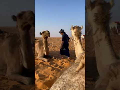 اصغر راعي ابل سعودي