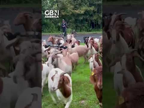Highly trained police dog used to move on 30 goats in New York neighbourhood #NewYork #GBNAmerica