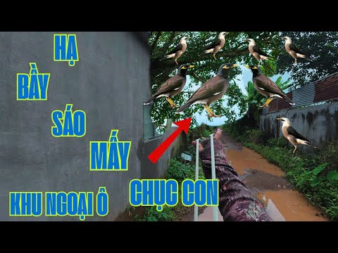 Dùng Ná Cao Su Quay Lại Phục Kích Cây Da Hạ Bầy Sáo Khủng _ Về Con Nào Rớt Con Đó ||SangSlingShot