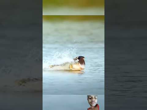 fish an Bird #fish #fishing #birds #love #animals #shorts #short #trending #music #oldsong