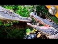 Crocodilian Species and Behavior