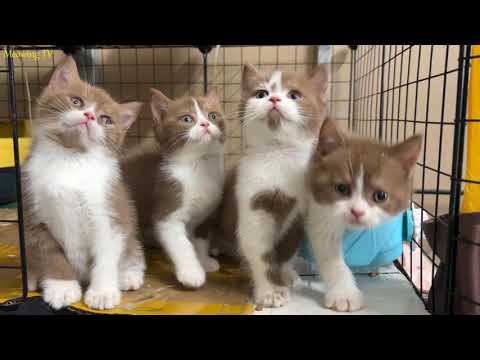 Curious kittens seem to enjoy the sound of keys.