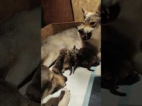 These Wolves Came to Visit Mom and Her Pups… But Got Sent <strong>Away</strong>! 🐺😂  #wolf #wolfpack #<strong>shorts</strong>