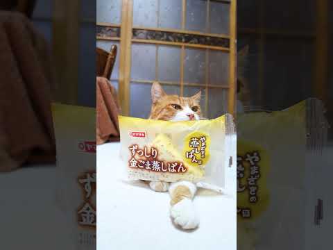 猫の動画サムネイル - ずっしり金ごま蒸しぱん　250529　#のせ猫　 #cat #ネコ #cute #猫のいる暮らし #ねこ #cutecat #animals #kitten