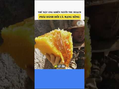Thứ mật ong khiến người thu hoạch phải đánh đổi cả mạng sống #amazingfacts