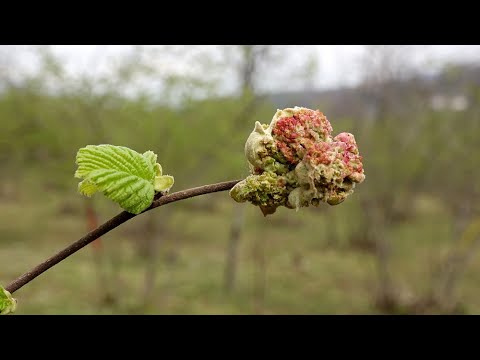 Fındıkta, ‘Kozalak Akarı’ Tehlikesi