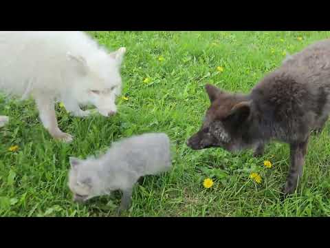 Rescue Fox Pup is nervous until she meets other rescue foxes!