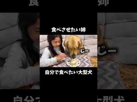 犬の動画サムネイル - 食べさせたい姉vs自分で食べたい大型犬 #ゴールデンレトリバー #大型犬のいる生活 #愛犬 #retreiver #大型犬と子供 #goldenretreiver #dog