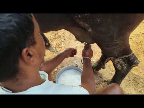 HF cow milking by hand#manual cow Milking#cow milking video