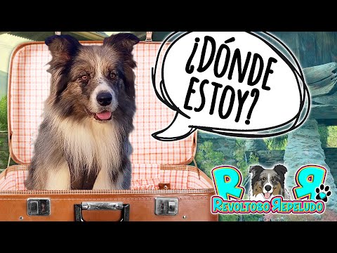 ADIVINA DÓNDE ESTOY!!! 🧳 AVENTURA ENTRE OSOS 🐾🐾