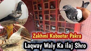 Special Baby Pigeon Sath Zakhmi Selati Kabootar Pakra | Hashim Mahmood Pigeons 
