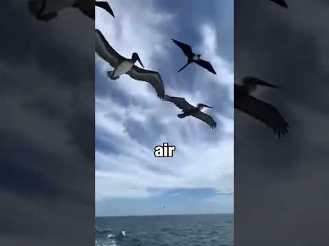 This Cute Animal Outplayed the Sailors! 😨😨 #shorts