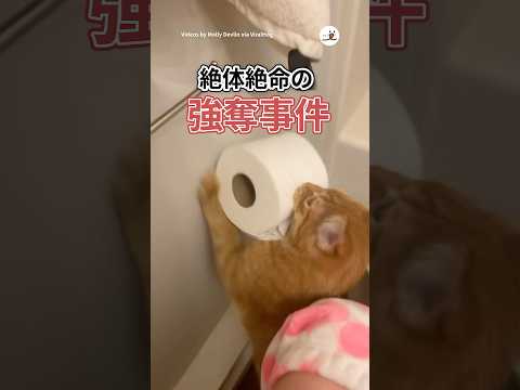 猫の動画サムネイル - 最後のロールを持ち去る猫🧻🐈️｜PECO