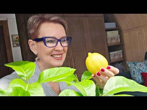 ПРО ЛИМОН | УКРОЩЕНИЕ ЛИМОНА | УХОД, ОБРЕЗКА, РАЗМНОЖЕНИЕ - коротко и по делу