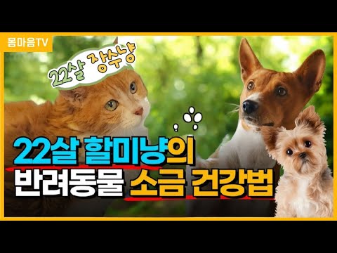 반려동물 소금 건강법ㅣ고양이 강아지