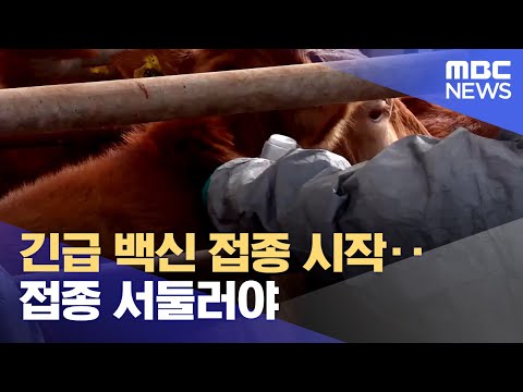 긴급 백신 접종 시작‥ 접종 서둘러야 (2023.10.30/뉴스데스크/MBC강원영동)