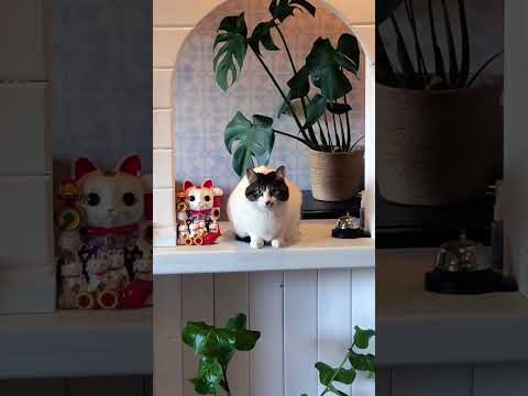 犬と猫 リアル招き猫 #ペキニーズ #保護猫