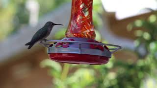 Hummingbird Feeder