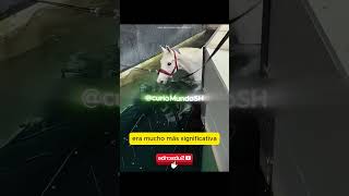 Por qué los caballos aman caminar en el agua 💧🐎