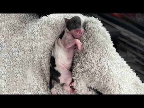 A Tearful Story of a Newborn Puppy Bitten by a Stressed Mother Dog