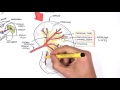 Spleen Anatomy and Function