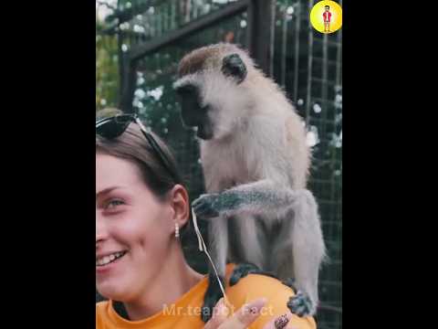 गांधी जी के चार बंदर 😱||Gandhi ji ke 4 Bander hai 😲 || #facts