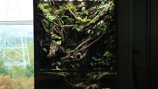 1.3M 수직 대정글 팔루다리움 만들기 | Making a 1.3M Vertical Jungle Paludarium