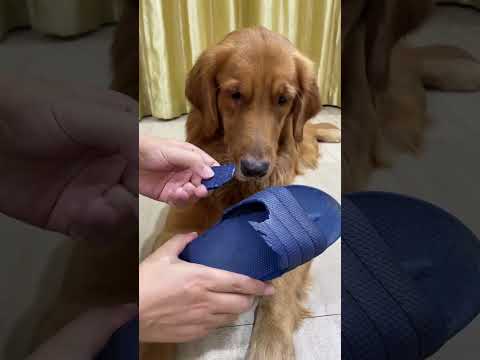 🐕 Case closed, we found the culprit! 🕵️‍♂️🔍😱 #shorts  #goldenretriever