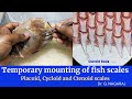 Fish Scales Preparation and Characteristics
