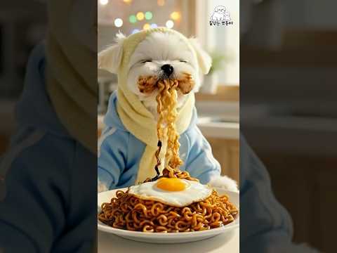 오늘은 내가 짜파게티 요리사 (짜장라면 끓이는 강아지)