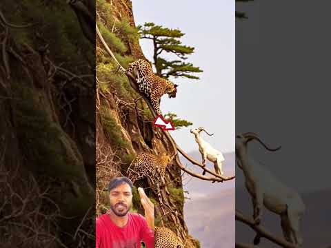 #trending #funny #shorts #reels #foryou #shortvideo #short #tiger #video #viralvideo #vlog