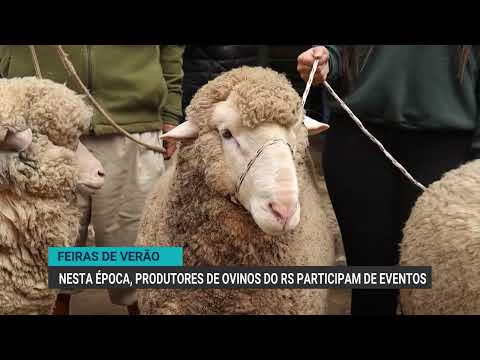 Feiras de verão: nesta época, produtores de ovinos do RS participam de eventos