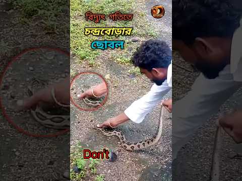 āĻŦāĻŋāĻĻā§āϝā§ā§ āĻāϤāĻŋāϤ⧠āĻāύā§āĻĻā§āϰāĻŦā§āĻĄāĻŧāĻžāϰ āĻā§āĻŦāϞ āĻā§āϞ⧠āϝā§āĻŦāĻ | Russell's viper bite #reptopedia #snakebite #snake #top