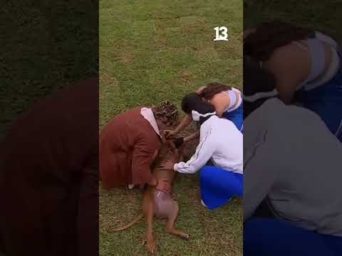 Un nuevo visitante llega a la casa de Atenea 🐶#MundosOpuestos13🌎 Y tú ¿de qué lado estás? 👀