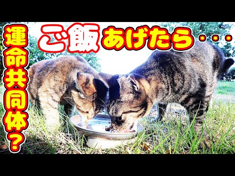 いつも一緒で運命共同体？の猫にご飯をあげたら・・・ 地域猫ボランティアさん急逝後に火事エリア さくらねこへの給餌 癒され野良猫動画 感動猫動画