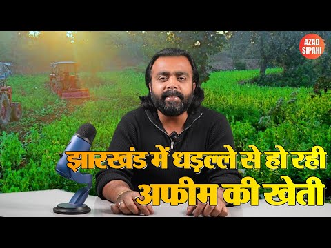 झारखंड में धड़ल्ले से हो रही अ_फी_म की खेती | Azad Sipahi