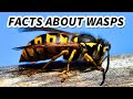 Understanding Wasps