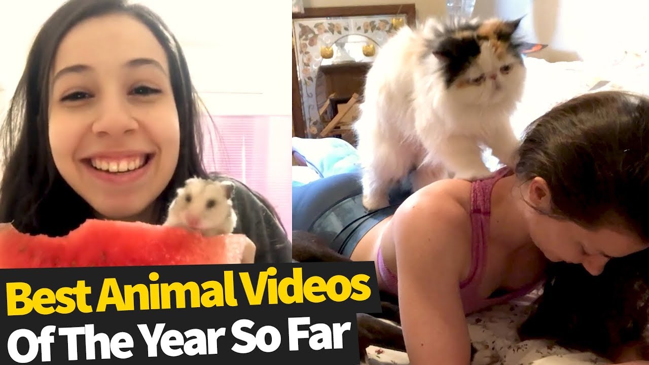 50 Best Animal Videos of the Year, So Far