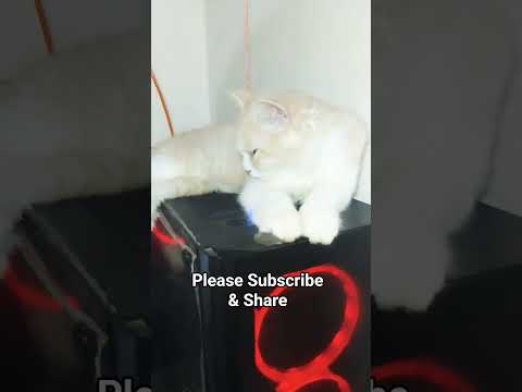 Mochi | Funny Videos | Cat Videos | Viral Videos | Cat Lover #cat #trendingshorts #shorts-3