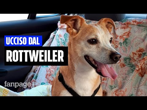 Lavinio, fratellini azzannati da rottweiler: "Nel 2022 il cane ha ucciso il mio e ferito mia madre"