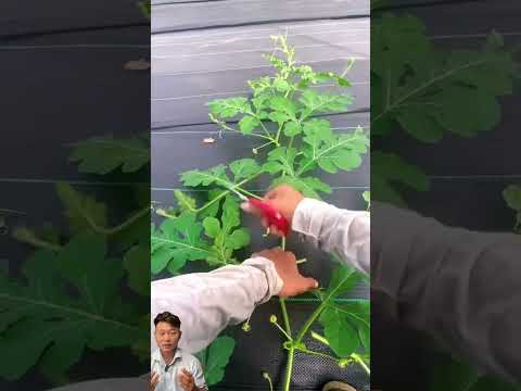 Mẹo trồng dưa hấu nhiều quả #tuananhoi #farming #satisfying