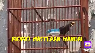 Masteran Murai Batu Burung RIORIO NF2TIS MASTERING