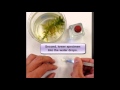Preparing Wet Mount Slides