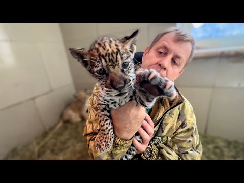 ТАК МИЛО! Львица зовёт маленького ягуарчика в домик!