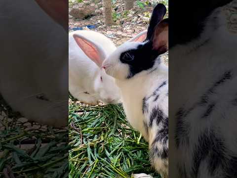 #cute #yummy #rabbit #rabbits #lovely #love #shortvideo #short #shorts #top #funny #shortvideo #top