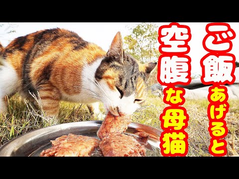 子猫行方不明 空腹な母猫にご飯あげたら・・・ さくらねこへの給餌 癒され野良猫動画 感動猫動画