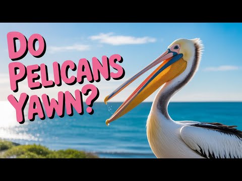 Do Pelicans REALLY Yawn?