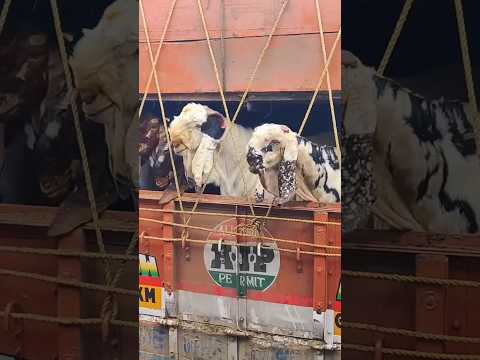 Deonar Bakra Mandi #bakraeid #bakraeid2024 #bakraeidspecial #bakra #goats #trending #biggoats