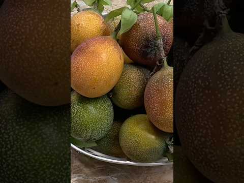 Thu hoạch CHANH DÂY COLOMBIA.